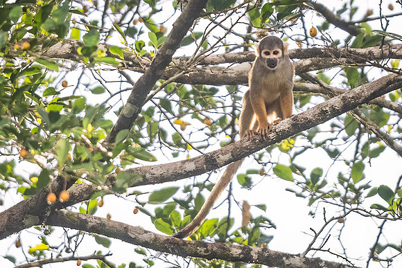 Squirrel_monkey_Peru_2023_1
