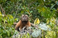 Capuchin_monkey_Peru_2024_1