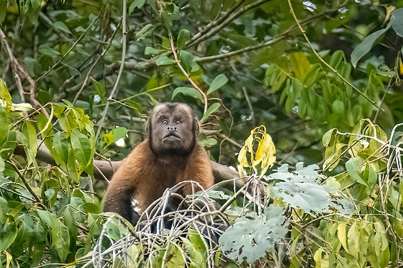 Capuchin_monkey_Peru_2024_1