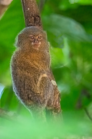 Pygmy_marmoset_Peru_2024_1