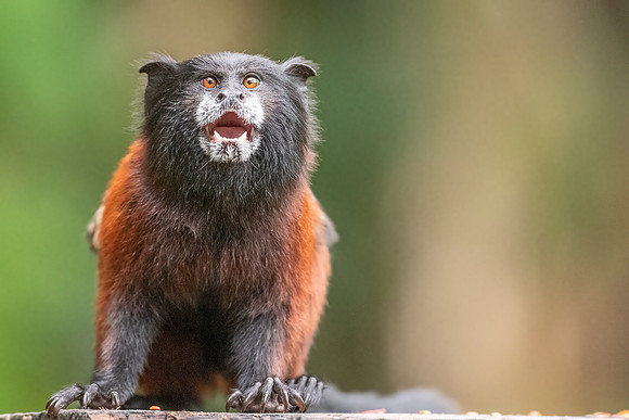 Saddle-backed_marmoset_Peru_2023_1