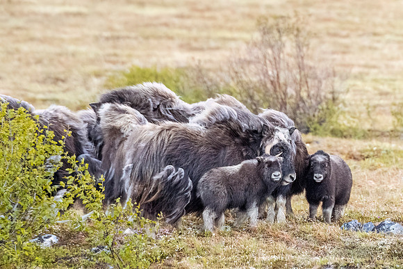 Muskox_Nome_2024_3
