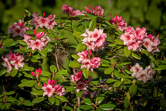 Rhododendron_ONP_2022_1