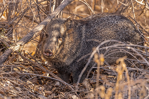 Javelina_BDANWR_2021_1
