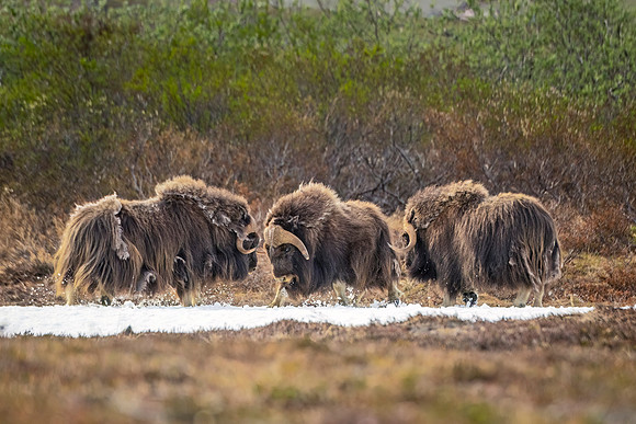 Muskox_Nome_2024_1