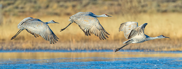 Sandhill_crane_9