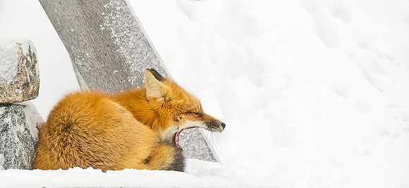 Red_fox_41