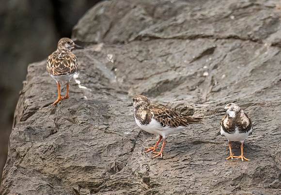 Ruddy_turnstone_Peru_2024_1