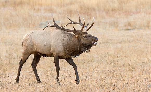 Elk_45
