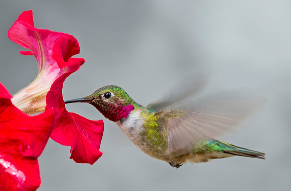 Hummingbird_2