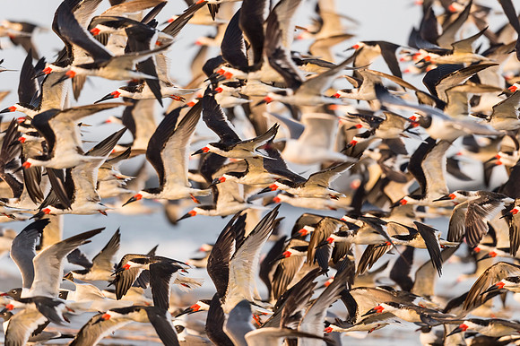 Black_skimmer_Grand_Isle_2016_2