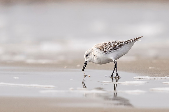 Bird_Grand_Isle_2016_2