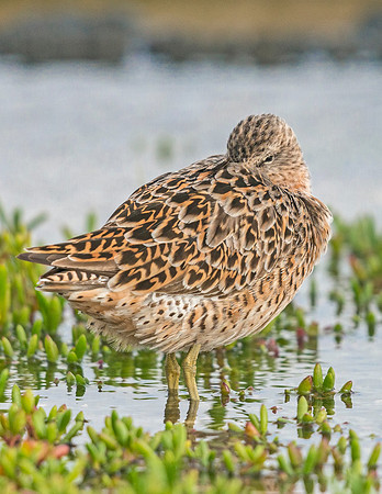 Bird_Grand_Isle_2016_4