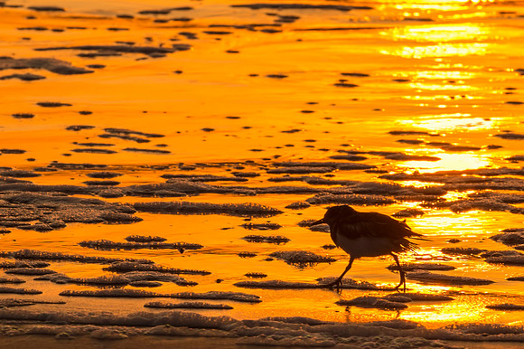 Bird_on_Beach_Grand_Isle_2016_1
