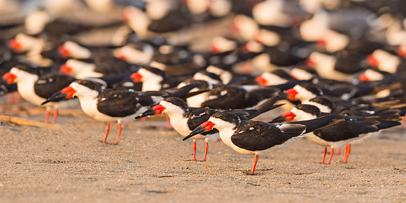 Black_skimmer_Grand_Isle_2016_1