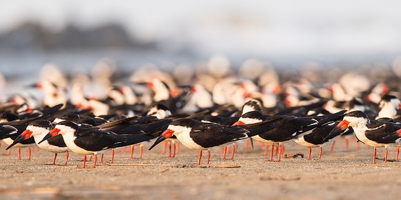 Black_skimmer_Grand_Isle_2016_3