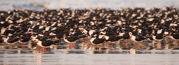 Black_skimmer_Grand_Isle_2016_4
