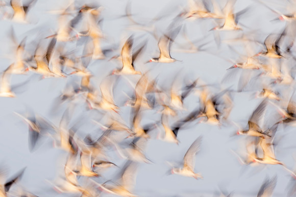 Black_skimmer_Grand_Isle_2016_5