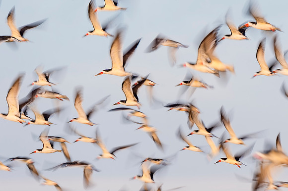 Black_skimmer_Grand_Isle_2016_6