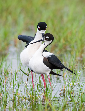 Black-necked_stilt_Grand_Isle_2016_2a