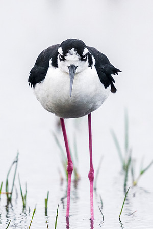 Black-necked_stilt_Grand_Isle_2016_3
