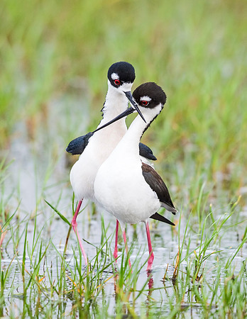 Black-necked_stilt_Grand_Isle_2016_4