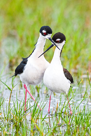 Black-necked_stilt_Grand_Isle_2016_5