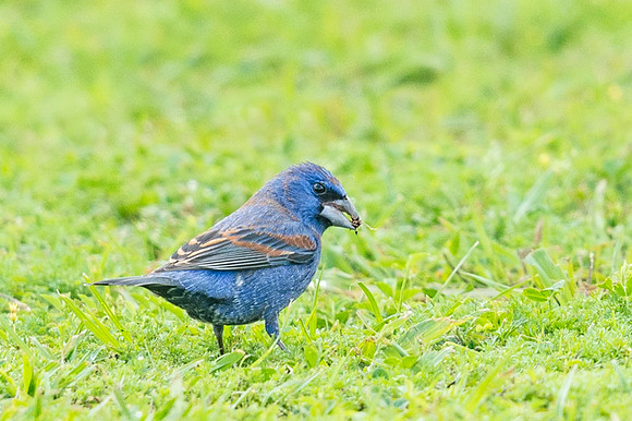 Blue_grosbeak_Grand_Isle_2016_1