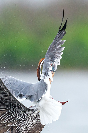 Brown_pelican_Grand_isle_2016_5