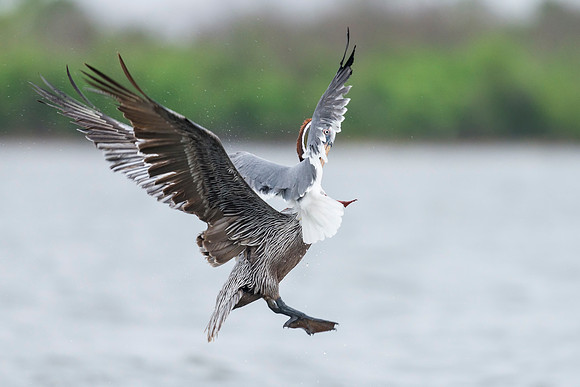 Brown_pelican_Grand_isle_2016_6