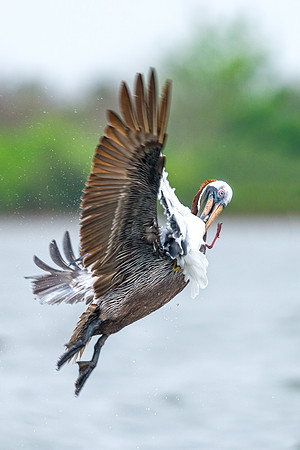 Brown_pelican_Grand_isle_2016_7