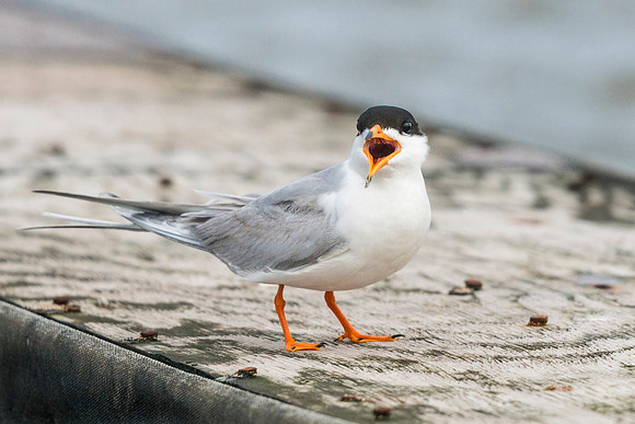 Common_tern_Grand_Isle_2016_1