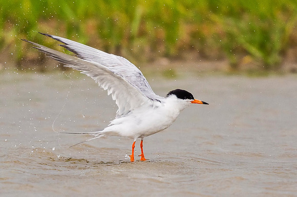 Forsters_tern_Grand_Isle_2016_1