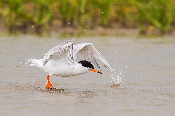 Forsters_tern_Grand_Isle_2016_2