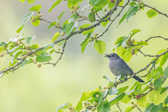 Gray_catbird_Grand_Isle_2016_1