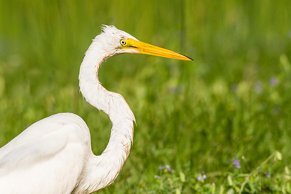 Great_egret_Grand_Isle_2016_1