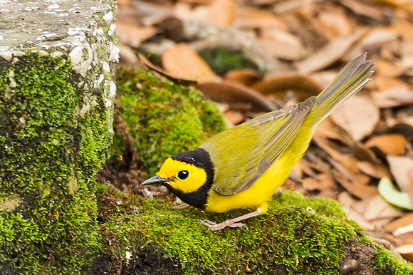 Hooded_warbler_Grand_Isle_2016_1
