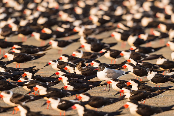 Laughing_Gull_Black_Skimmers_Grand_Isle_2016_1