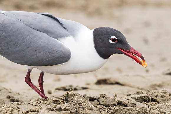 Laughing_Gull_Grand_Isle_2016_1