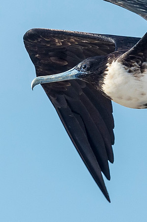 Magnificent_frigatebird_Grand_Isle_2016_1