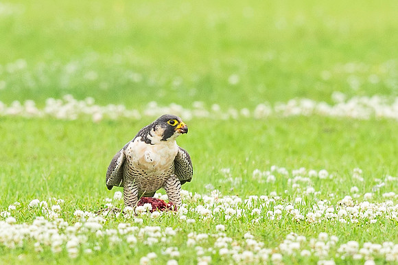 Peregrine_falcon_Grand_Isle_2016_1