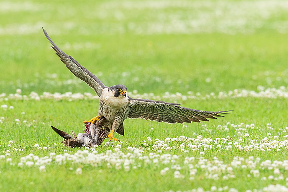 Peregrine_falcon_Grand_Isle_2016_2