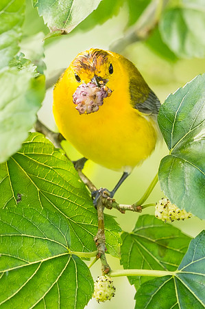 Prothonotary_warbler_Grand_Isle_2016_1