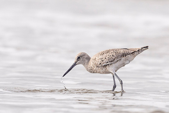 Bird_Grand_Isle_2016_3