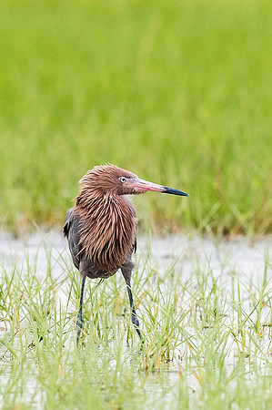 Reddish_egret_Grand_isle_2016_2