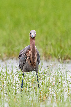 Reddish_egret_Grand_isle_2016_3