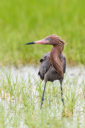 Reddish_egret_Grand_isle_2016_4