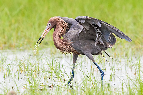 Reddish_egret_Grand_isle_2016_5