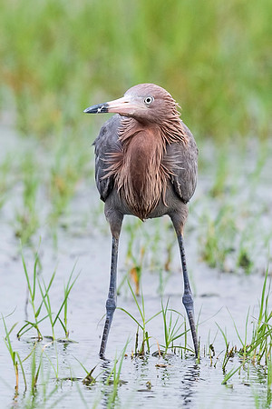 Reddish_egret_Grand_isle_2016_6