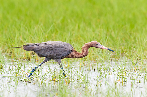Reddish_egret_2016_7